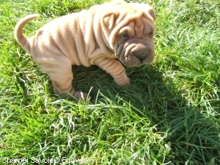 Eddy Chiot Sharpei mâle au jardin