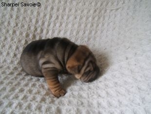 Elliot Chiot Sharpei mâle à 33 jours