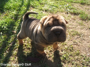 Elliot Chiot Sharpei mâle au jardin