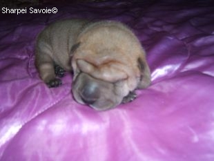 Chiot Sharpei mâle à 11 jours