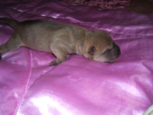 Chiot Shar-pei mâle 1er jour