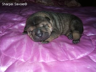 Chiot Sharpei mâle à 11 jours
