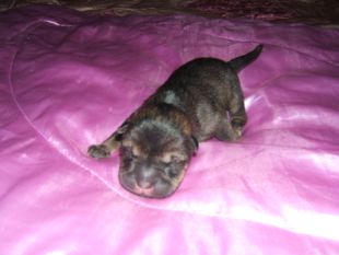 Chiot Shar-pei mâle 1er jour