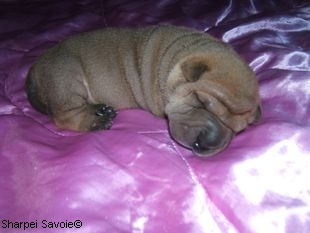 Chiot Sharpei mâle à 11 jours