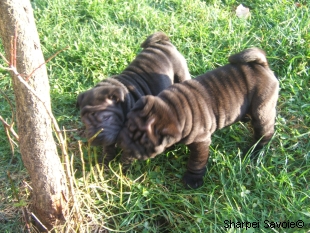Chiots Sharpei femelle à 43 jours