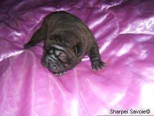 Chiot Sharpei femelle à 12 jours couleur noir