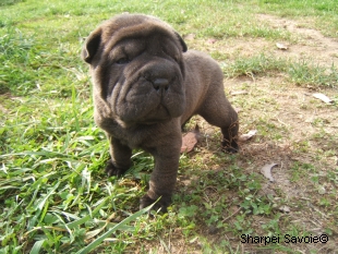 Chiot Sharpei femelle à 26 jours couleur noir