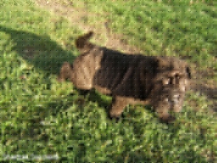 Chiot Sharpei femelle à 43 jours couleur noir