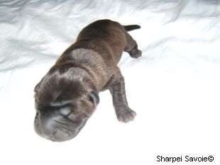 Chiot Shar-pei femelle au 1er jour couleur noir