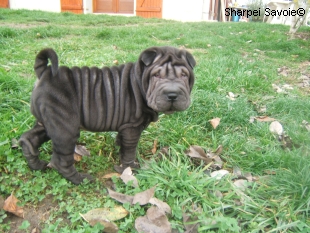 Chiots Sharpei femelle à 56 jours