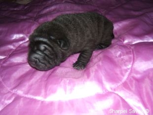 Chiot Sharpei femelle à 12 jours couleur noir