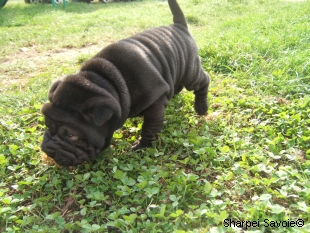 Chiot Sharpei femelle à 26 jours couleur noir