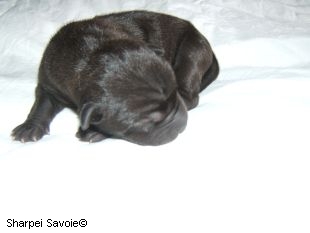 Chiot Shar-pei femelle au 1er jour couleur noir