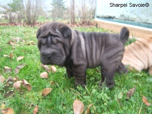 Chiots Sharpei femelle à 56 jours