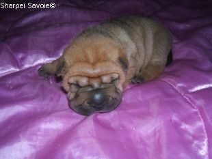 Chiot Sharpei femelle à 12 jours