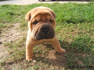 Chiot Sharpei femelle à 26 jours