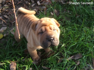 Chiot Sharpei femelle à 43 jours