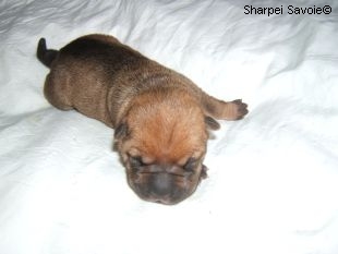 Chiot Shar-pei femelle au 1er jour