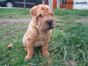 Chiots Sharpei femelle à 56 jours