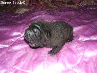 Chiot Sharpei femelle à 12 jours couleur noir