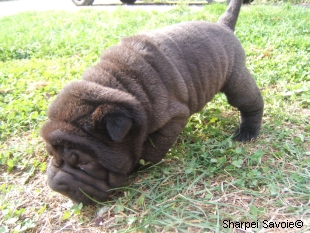 Chiot Sharpei femelle à 26 jours couleur noir