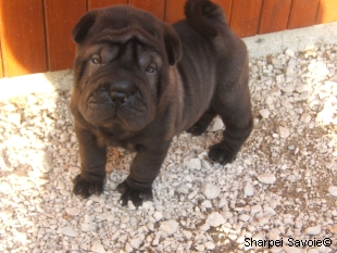 Chiot Sharpei femelle à 43 jours couleur noir