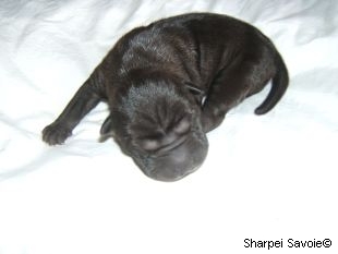 Chiot Shar-pei femelle au 1er jour couleur noir