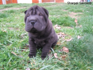 Chiots Sharpei femelle à 56 jours