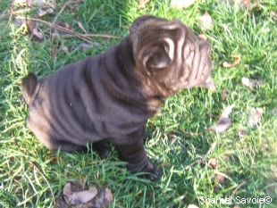 Chiot Sharpei femelle à 43 jours couleur noir