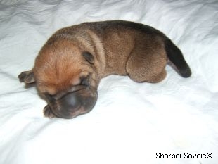Chiot Shar-pei mâle au 1er jour