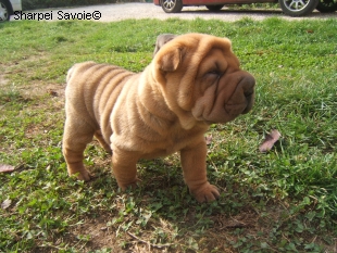 Chiot Sharpei mâle à 26 jours
