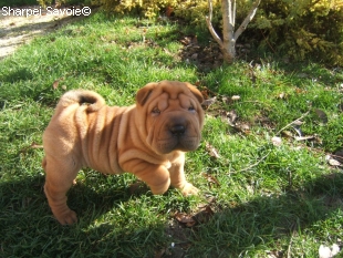 Chiot Sharpei mâle à 43 jours