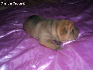 Chiot Sharpei mâle à 12 jours