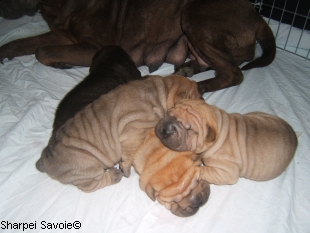 chiots sharpei à 16 jours