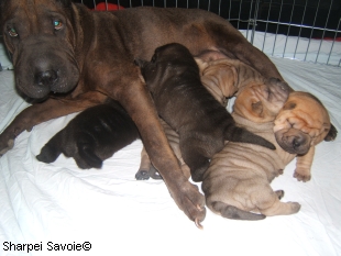 chiots shar-pei à 16 jours