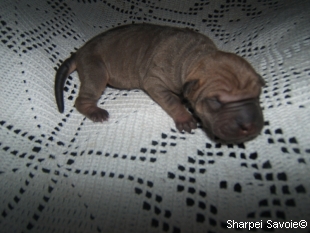 chiot femelle Sharpei à 1 jours