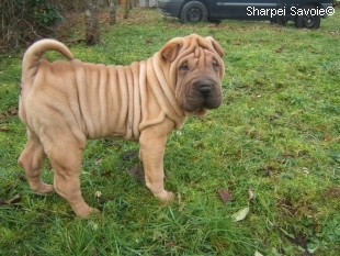 chiot femelle sharpei