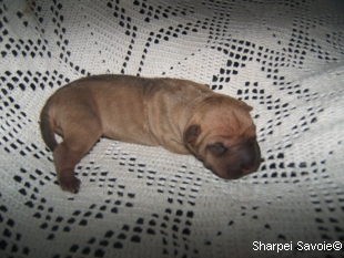 chiot femelle Sharpei à 1 jours