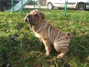 chiot femelle sharpei