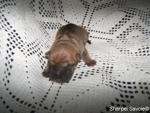 chiot femelle Sharpei à 1 jours