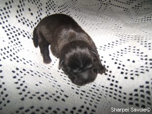 chiot femelle noire à 1 jours
