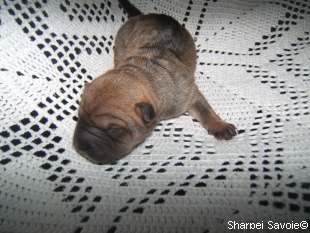 chiot femelle Sharpei à 1 jours