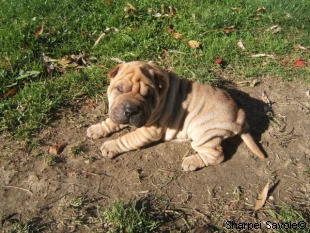 chiot femelle Sharpei à 33 jours