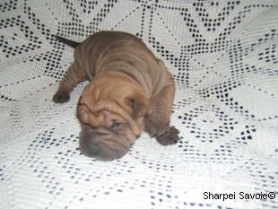 chiot femelle Sharpei à 16 jours
