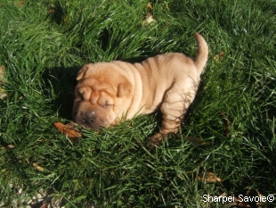 chiot femelle Sharpei à 33 jours