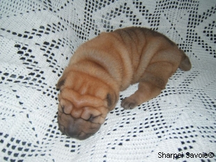chiot femelle Sharpei à 16 jours