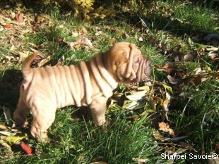 chiot femelle Sharpei à 33 jours