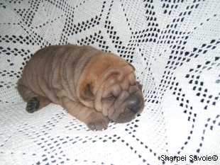 chiot femelle Sharpei à 16 jours