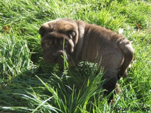 chiot femelle Sharpei à 33 jours