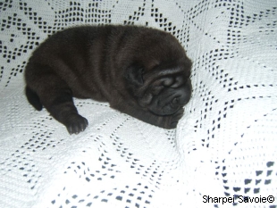 chiot femelle Sharpei à 16 jours